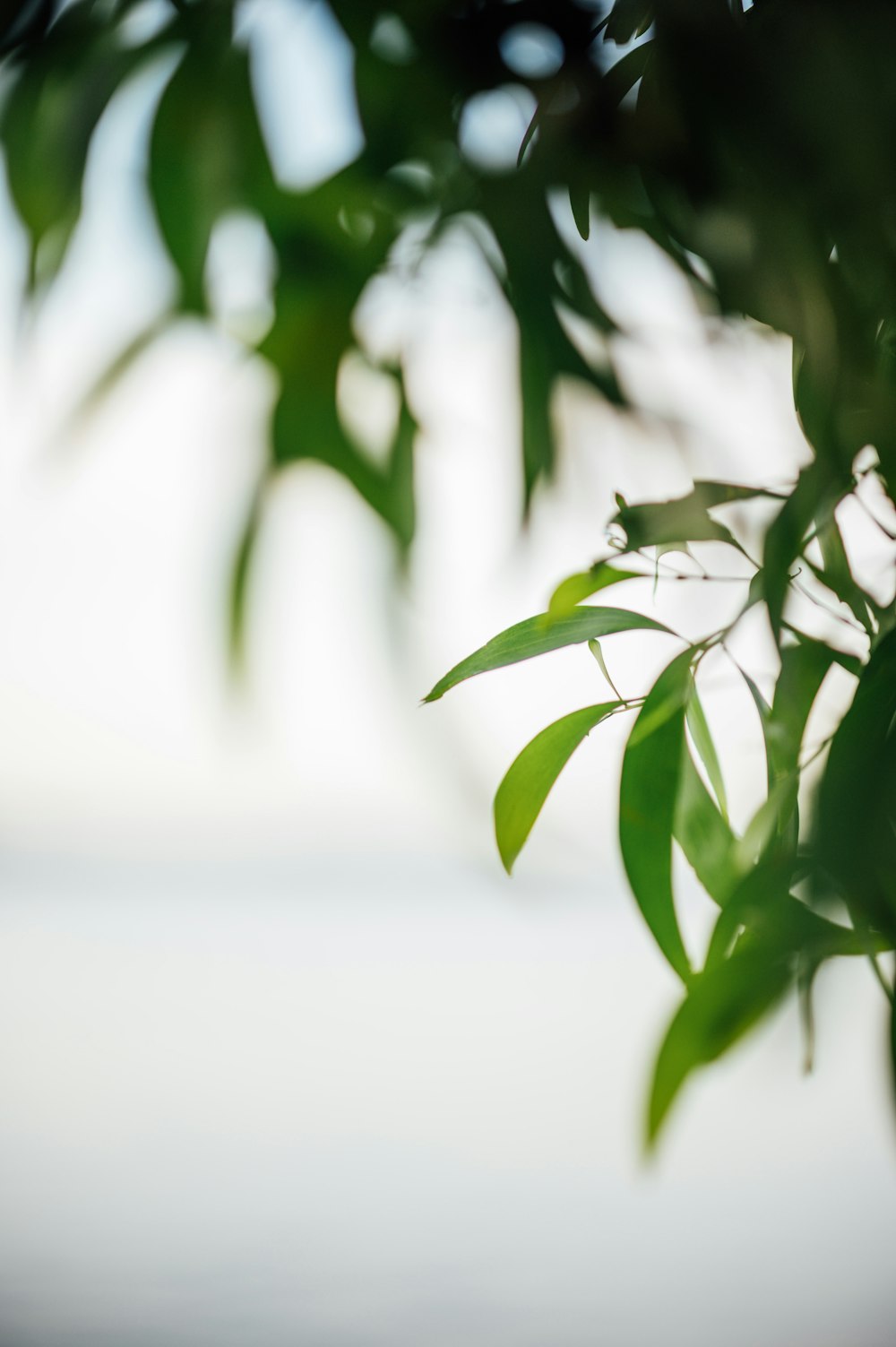 close up of a plant