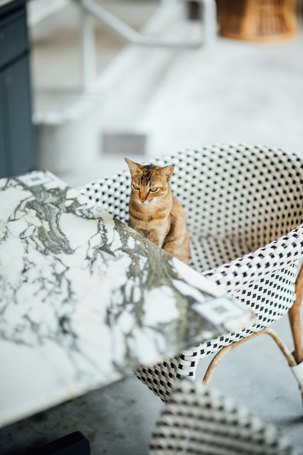 a cat sitting on a chair