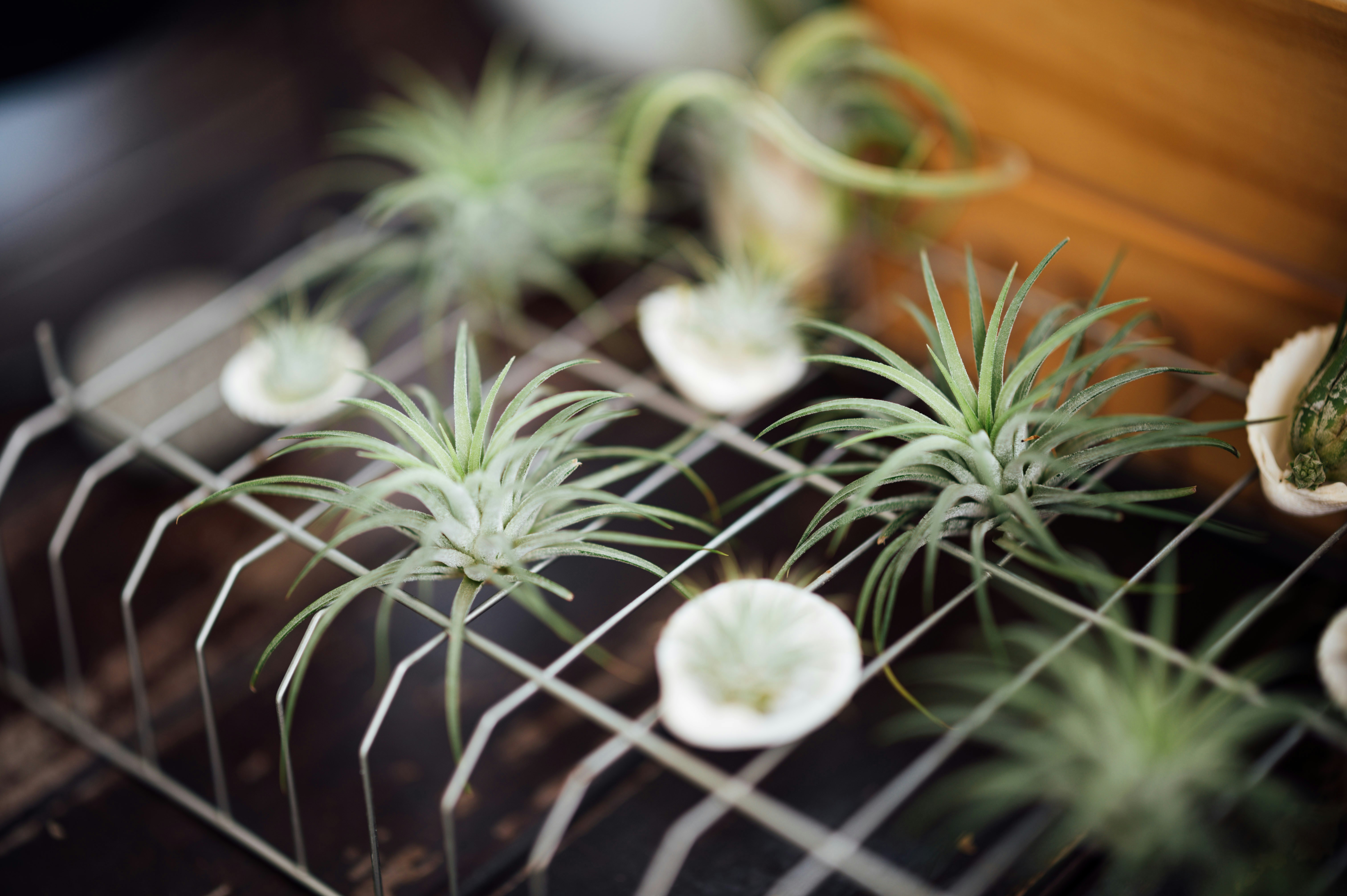 a group of white flowers