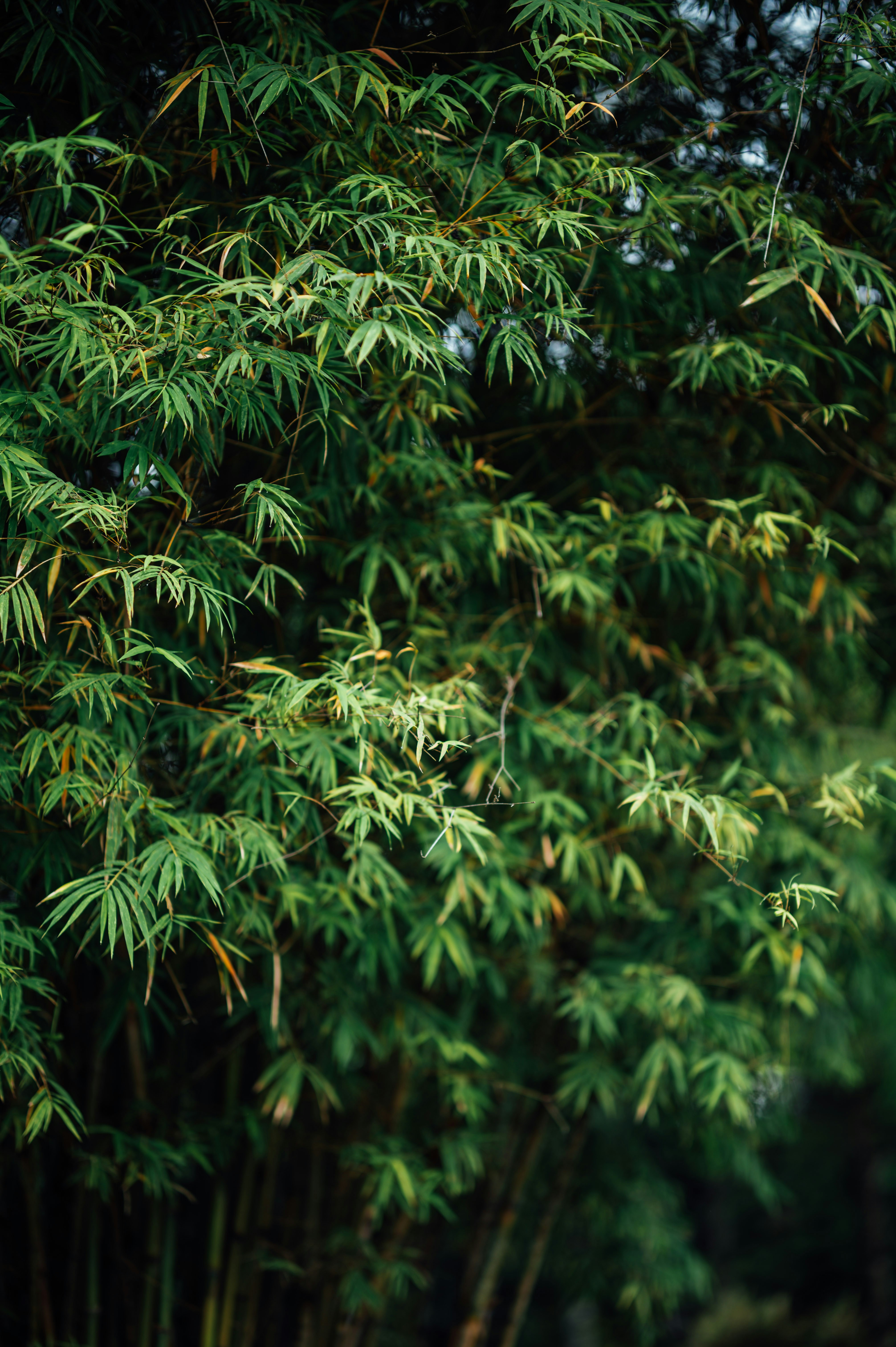 Photo by chuttersnap