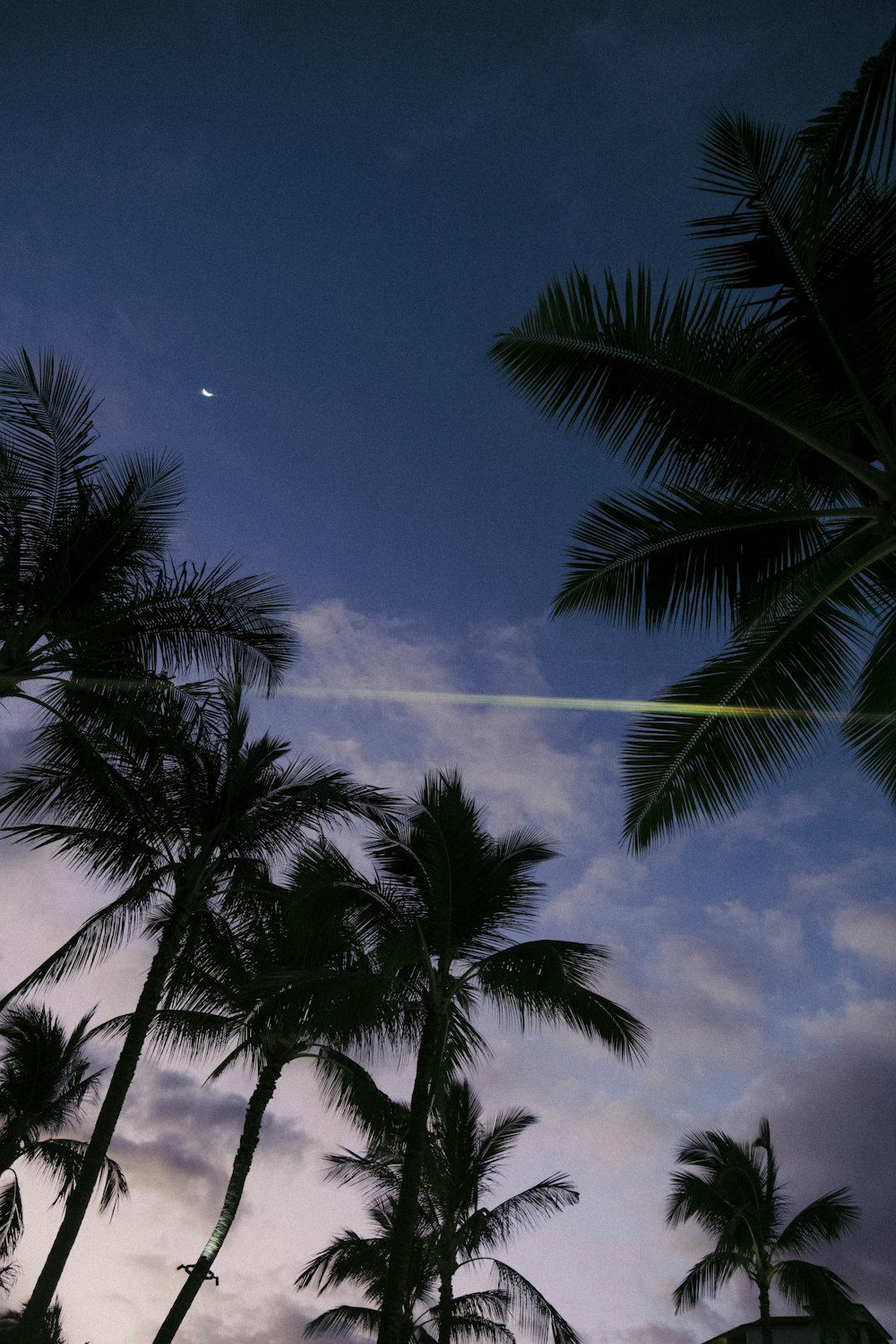 a group of palm trees