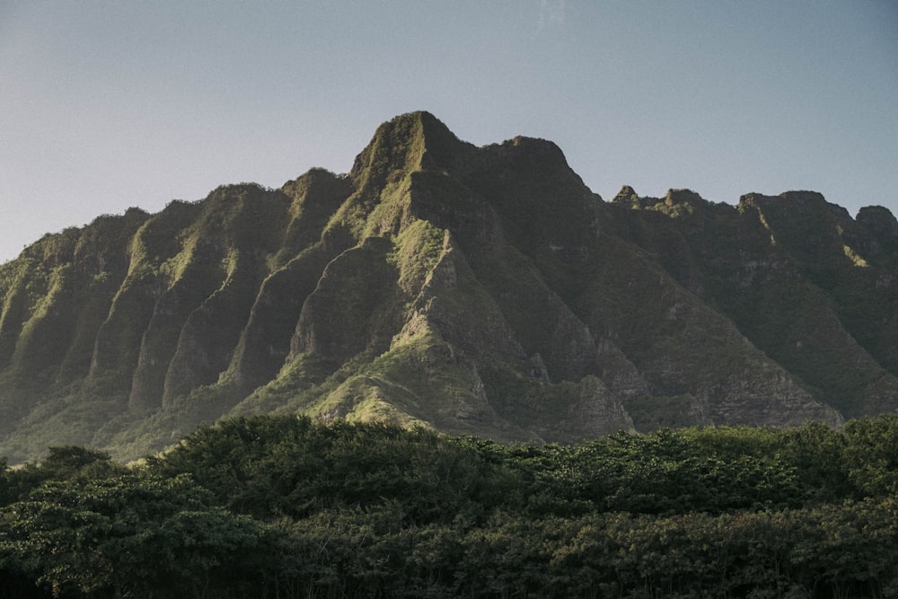 a mountain with trees below