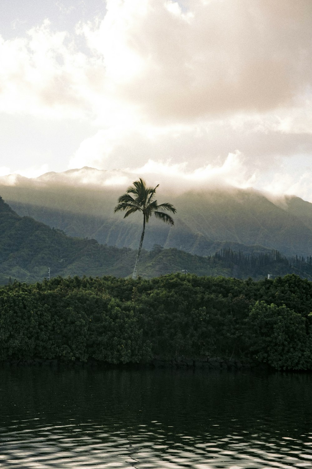 a tree next to a body of water