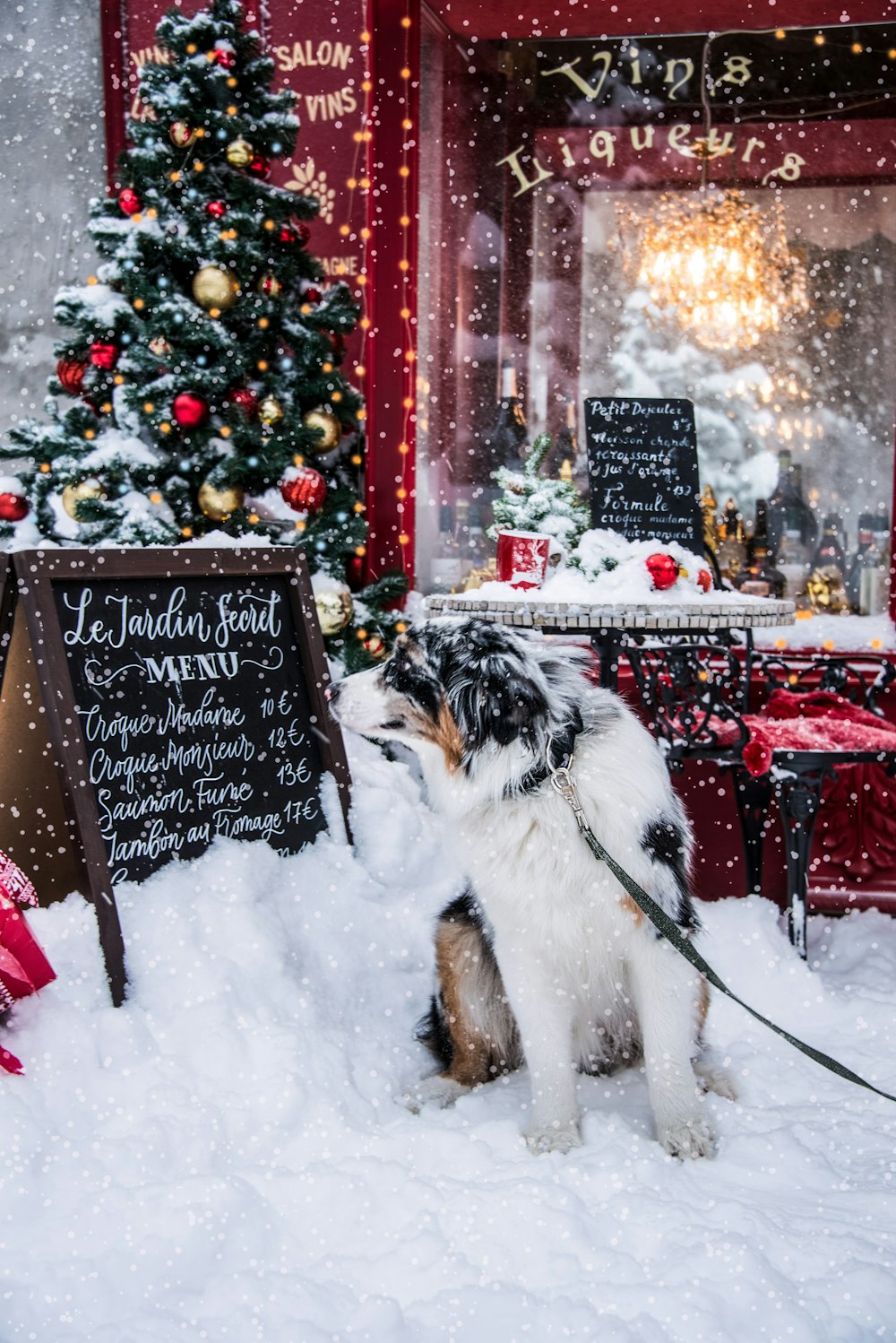 a dog on a leash in the snow by a christmas tree