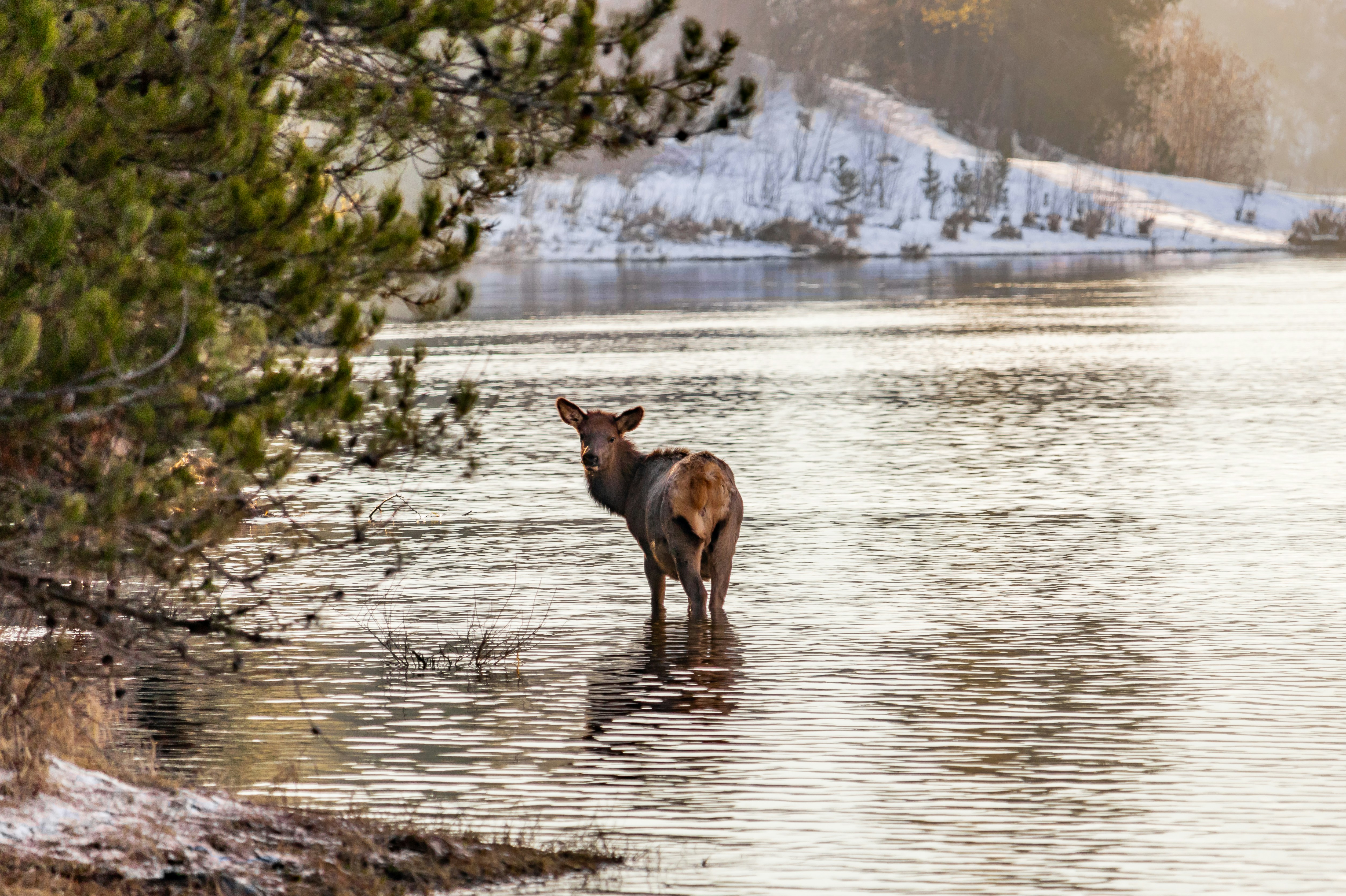 a deer standing in a body of water