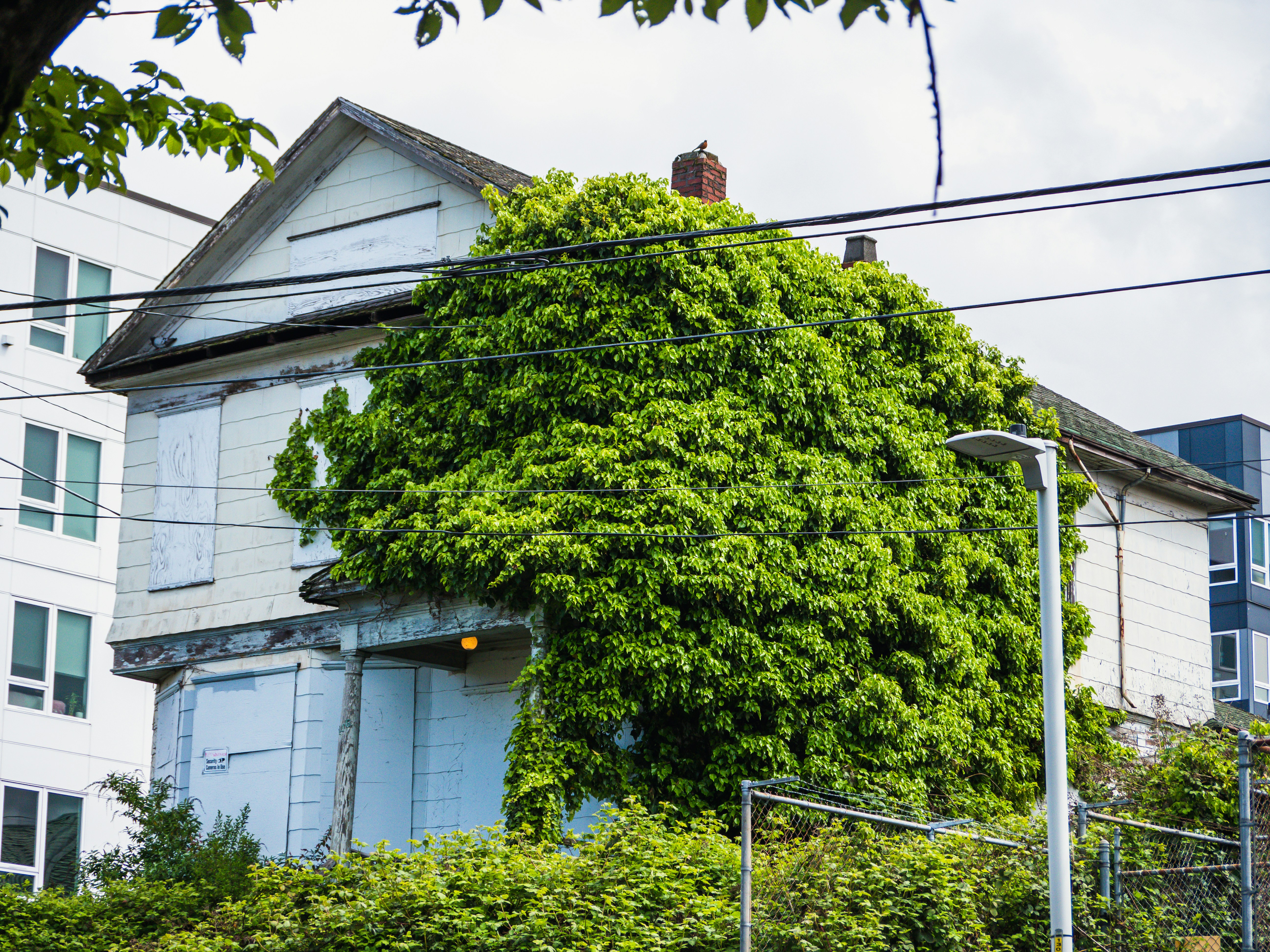 un arbre devant un bâtiment