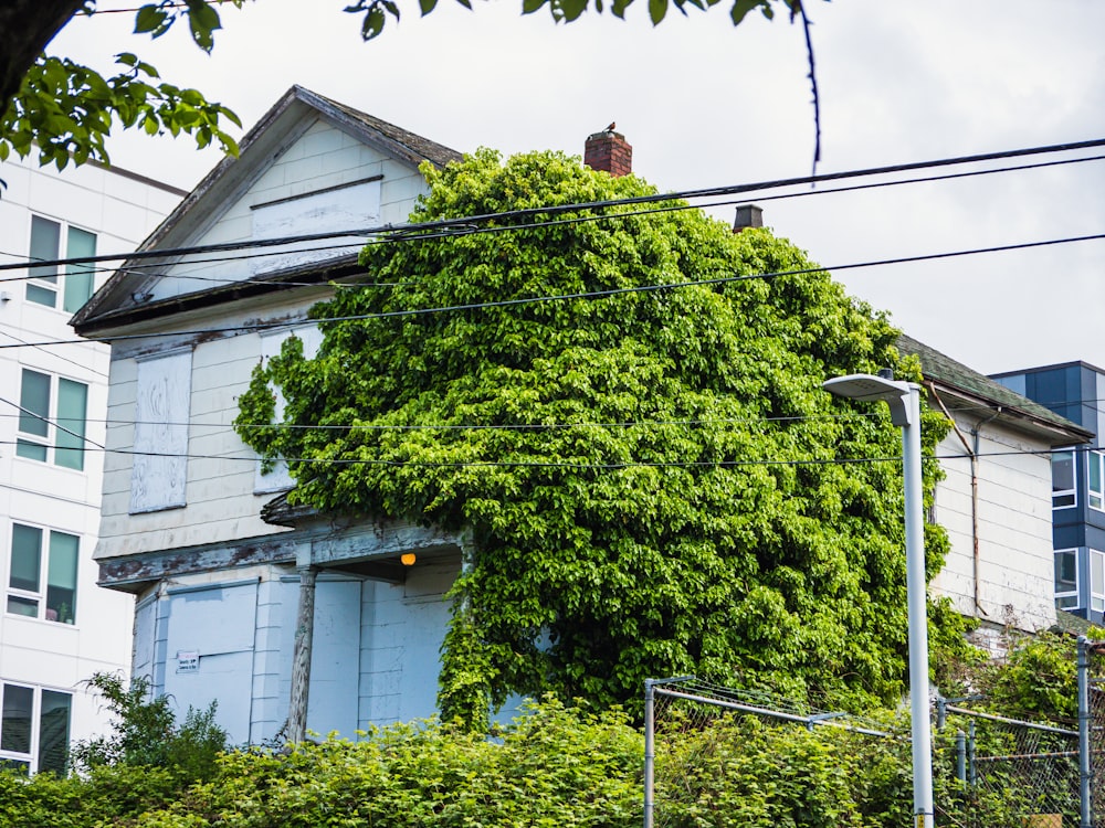 a tree in front of a building