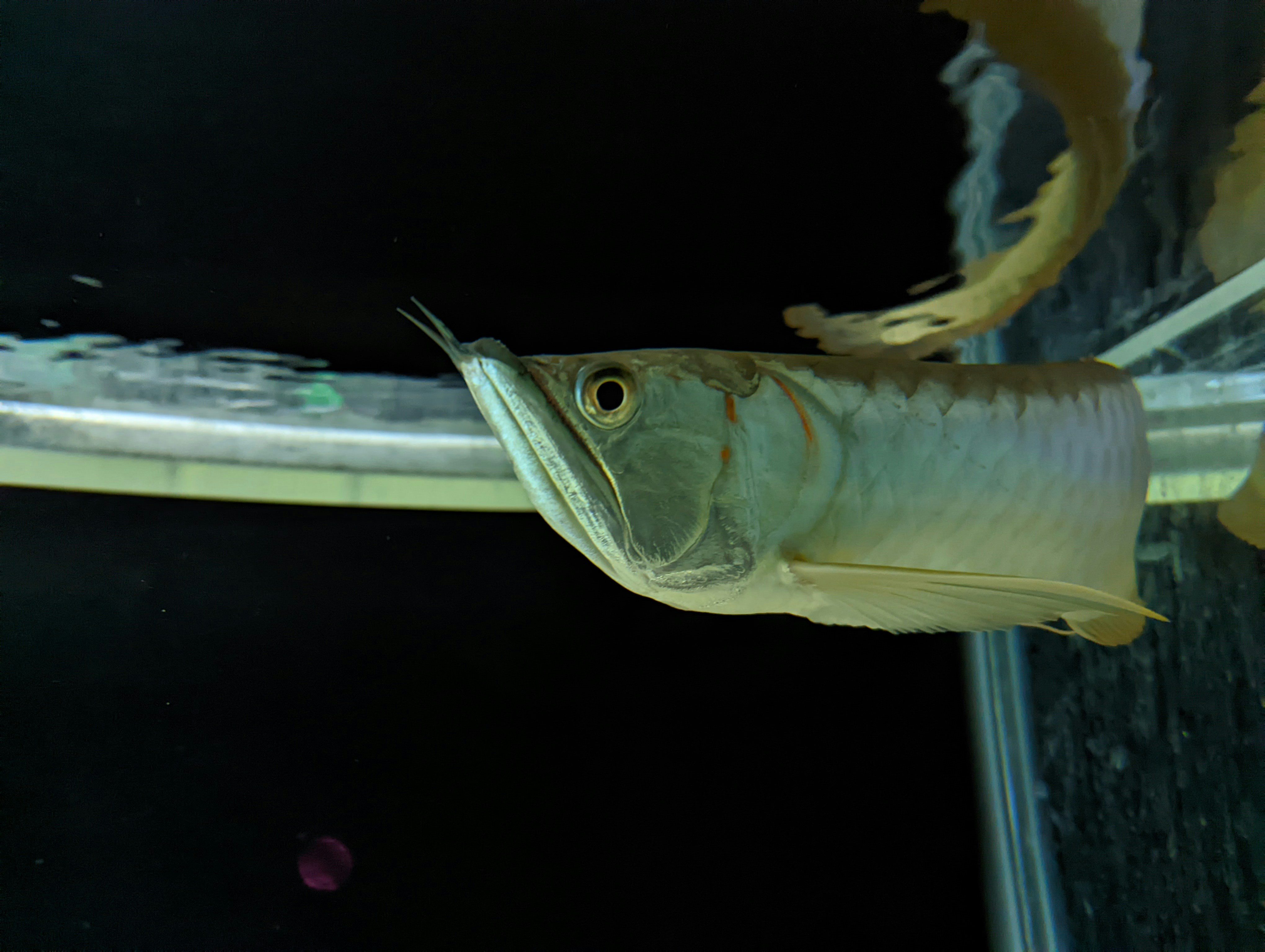 Large silver and red-bellied pacu freshwater fish swimming in dark deep aquarium water with dim atmospheric lighting and murky background