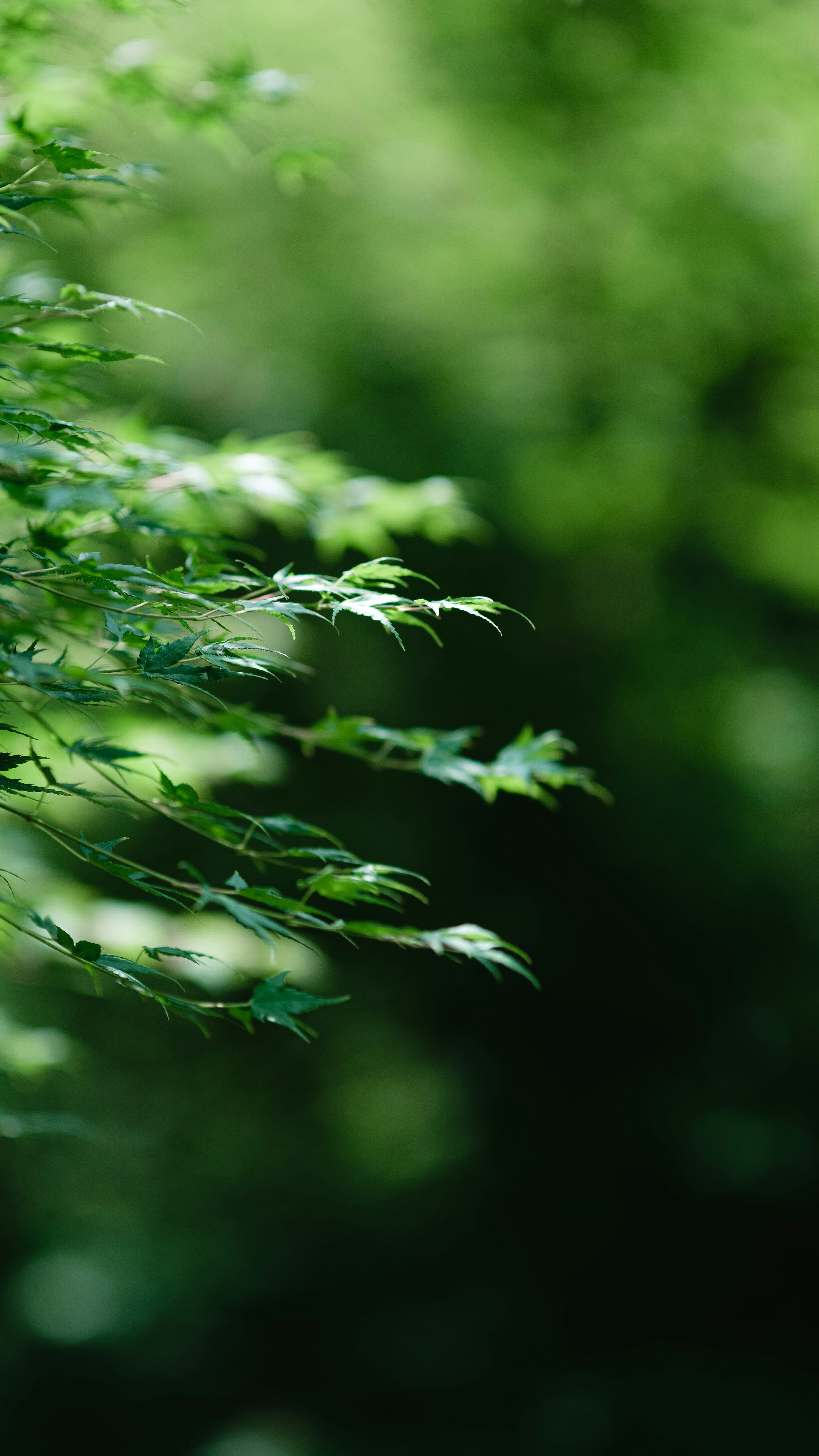 Photo by xiexianghua