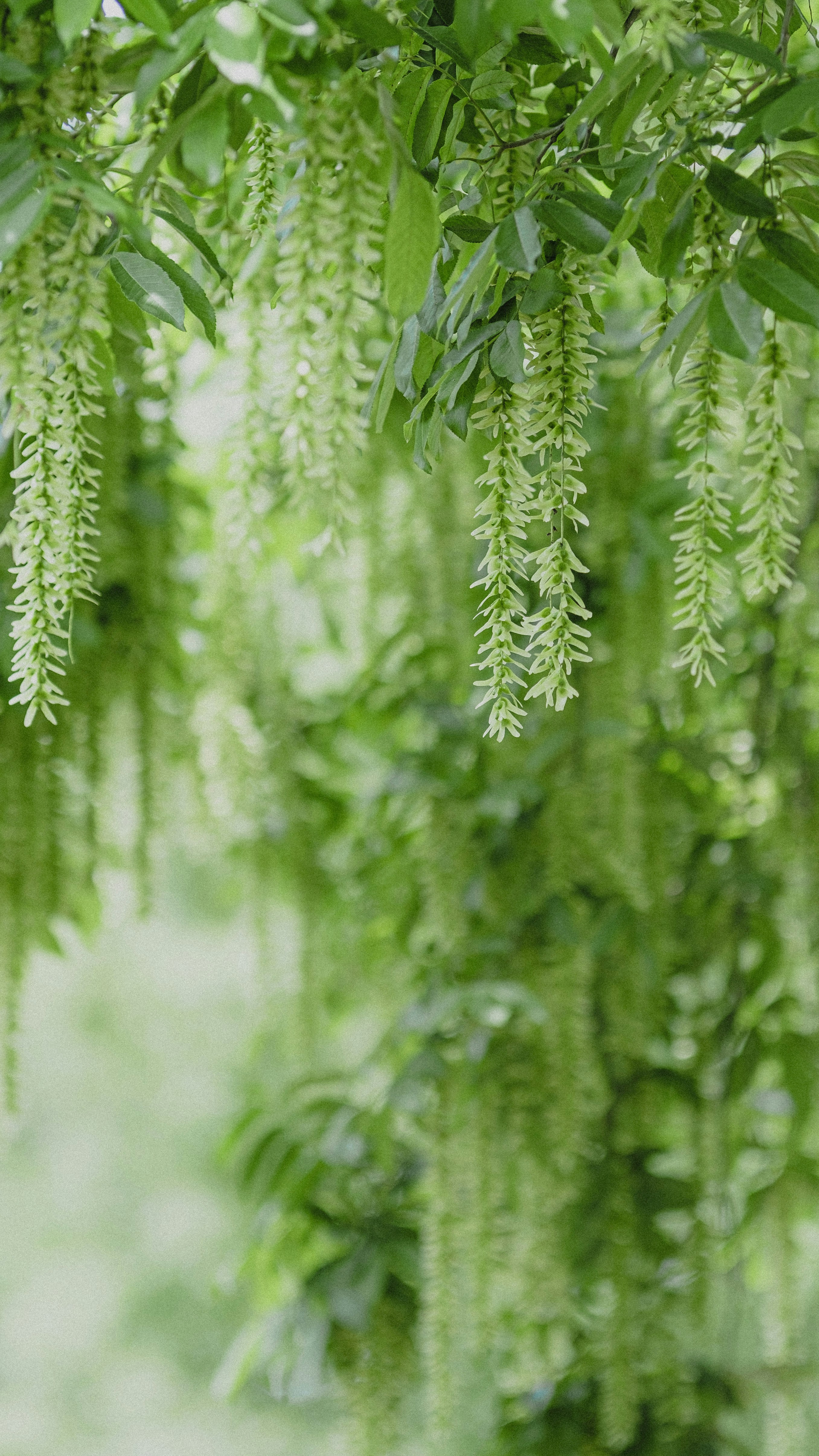 Photo by xiexianghua