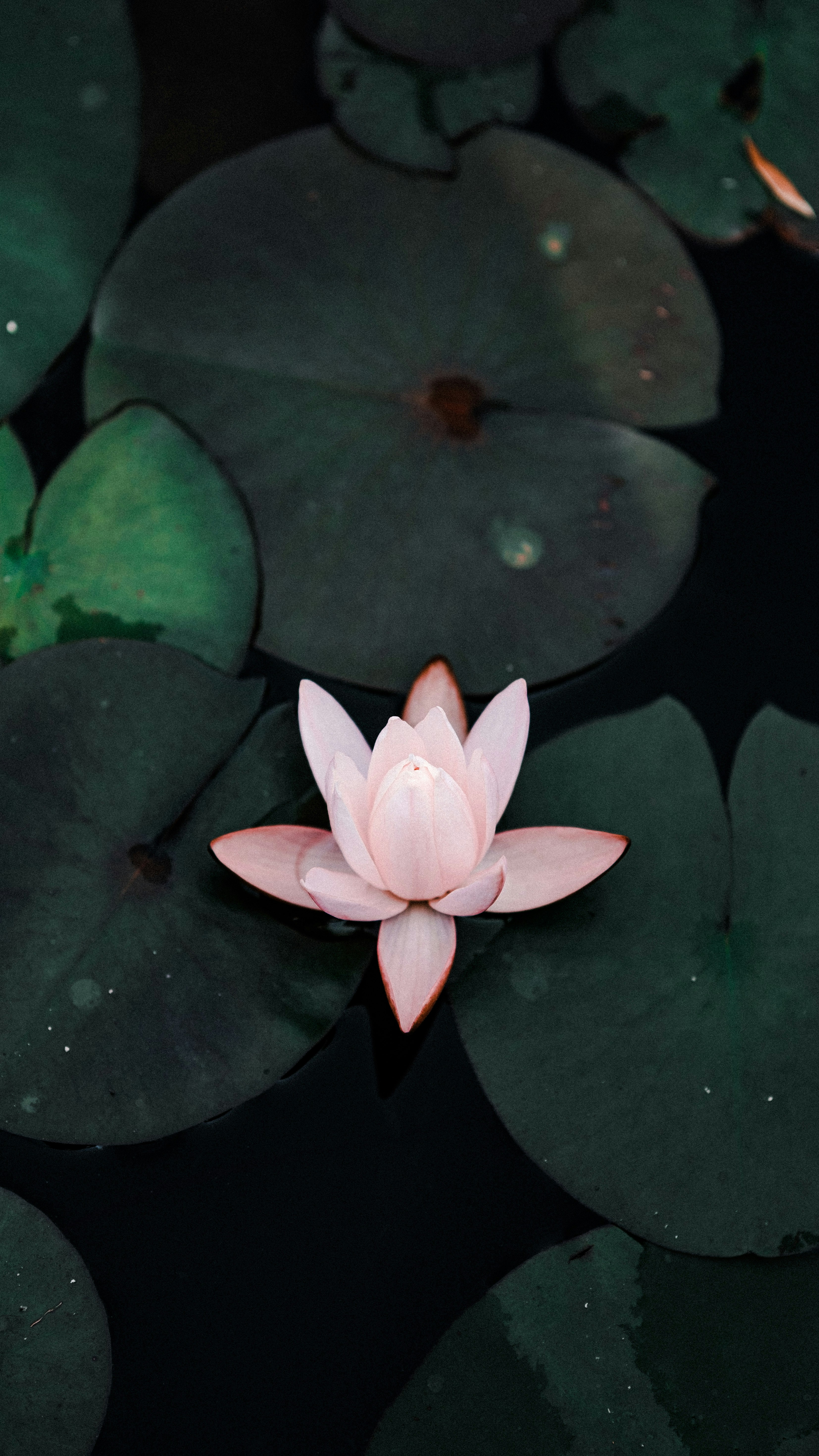 Photo by xiexianghua