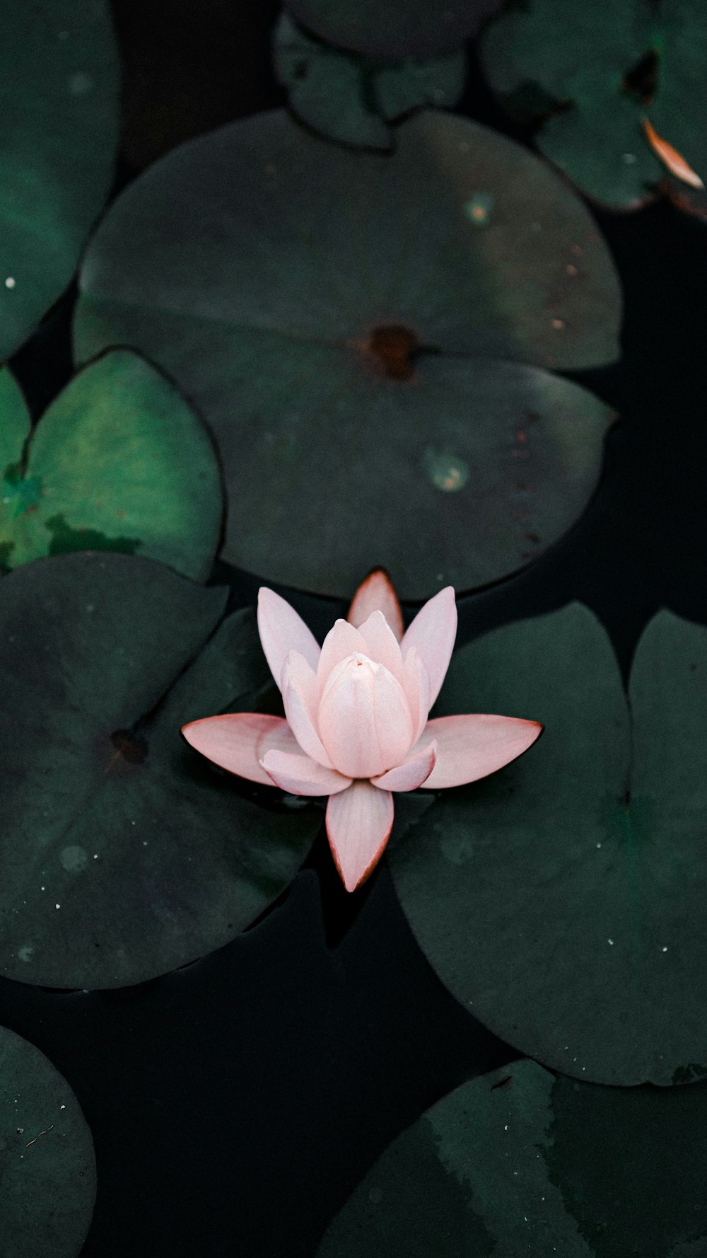 a pink flower on a lily pad