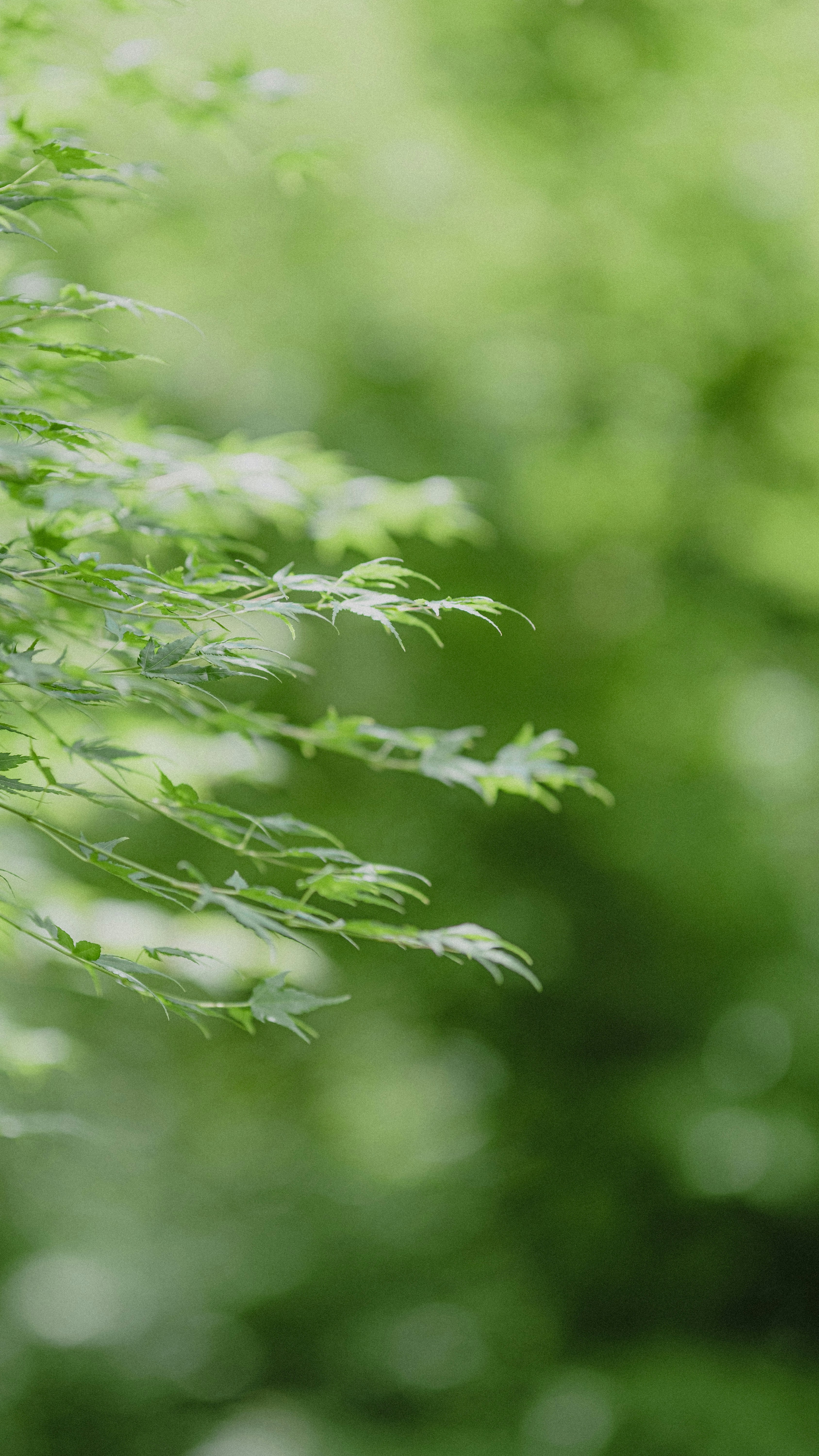 Photo by xiexianghua