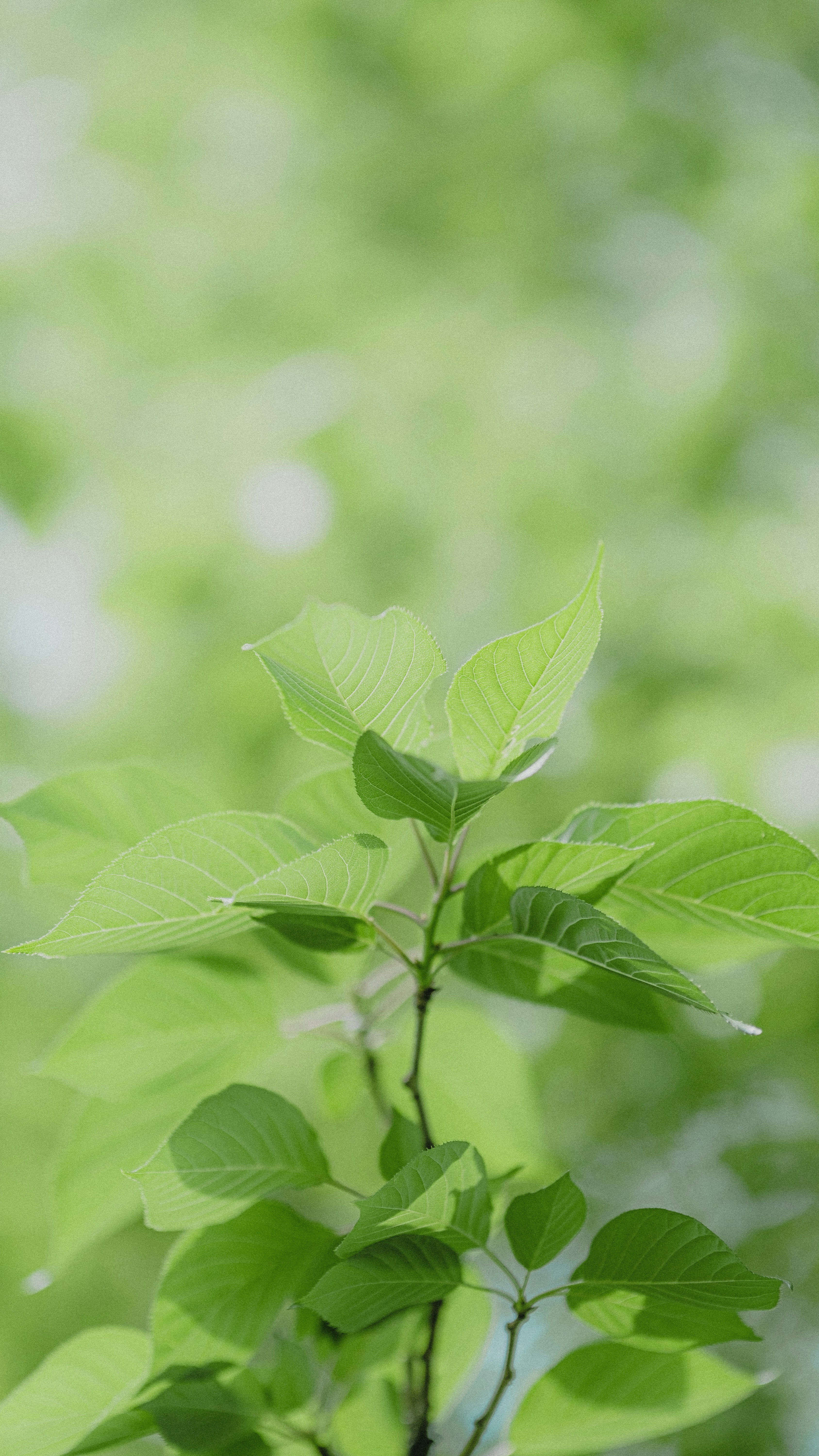 Photo by xiexianghua