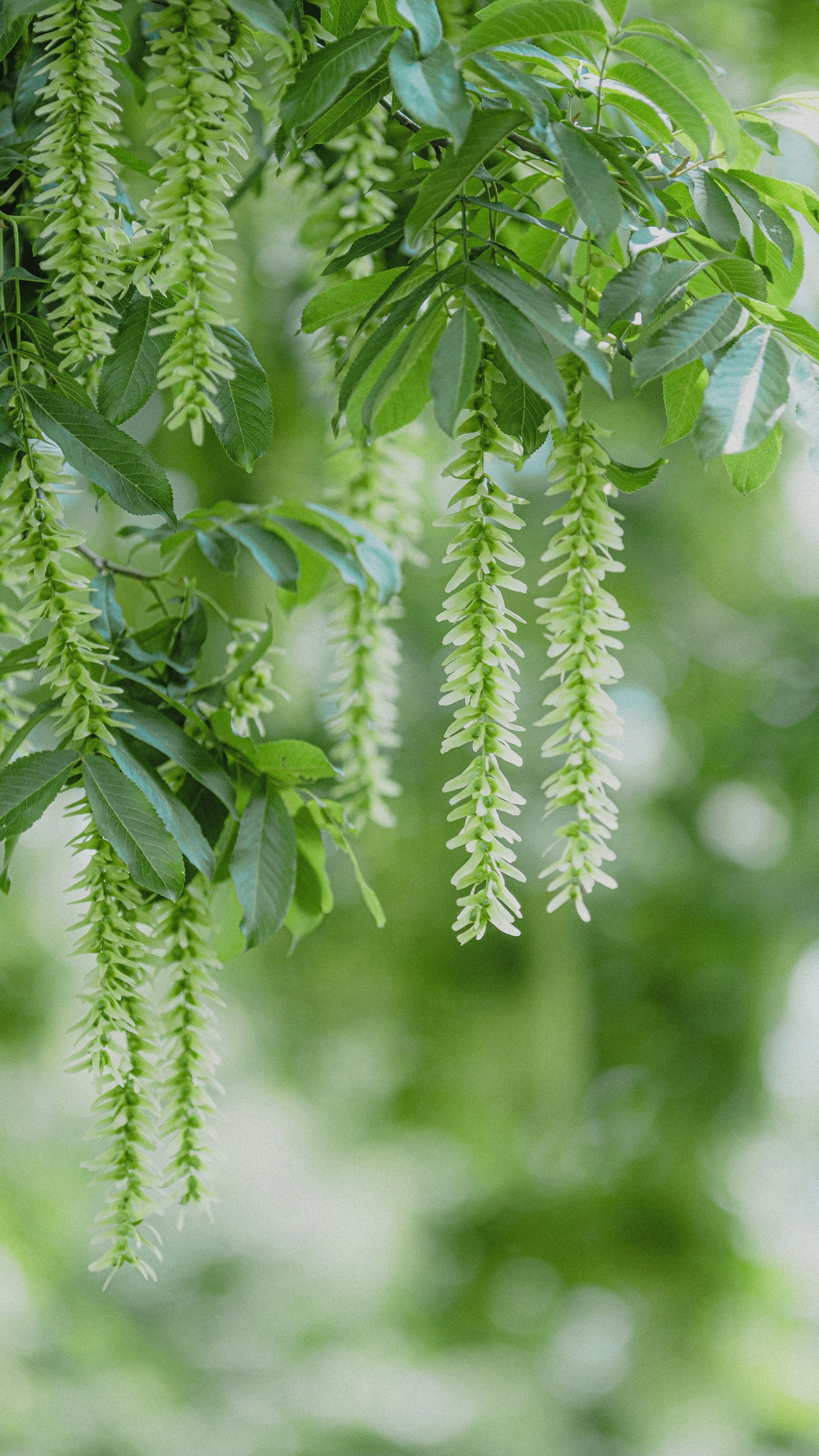 Photo by xiexianghua