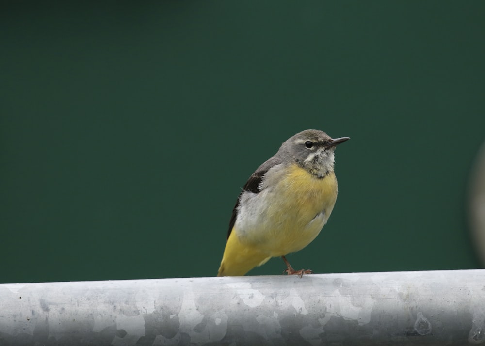 Un pájaro en una cerca