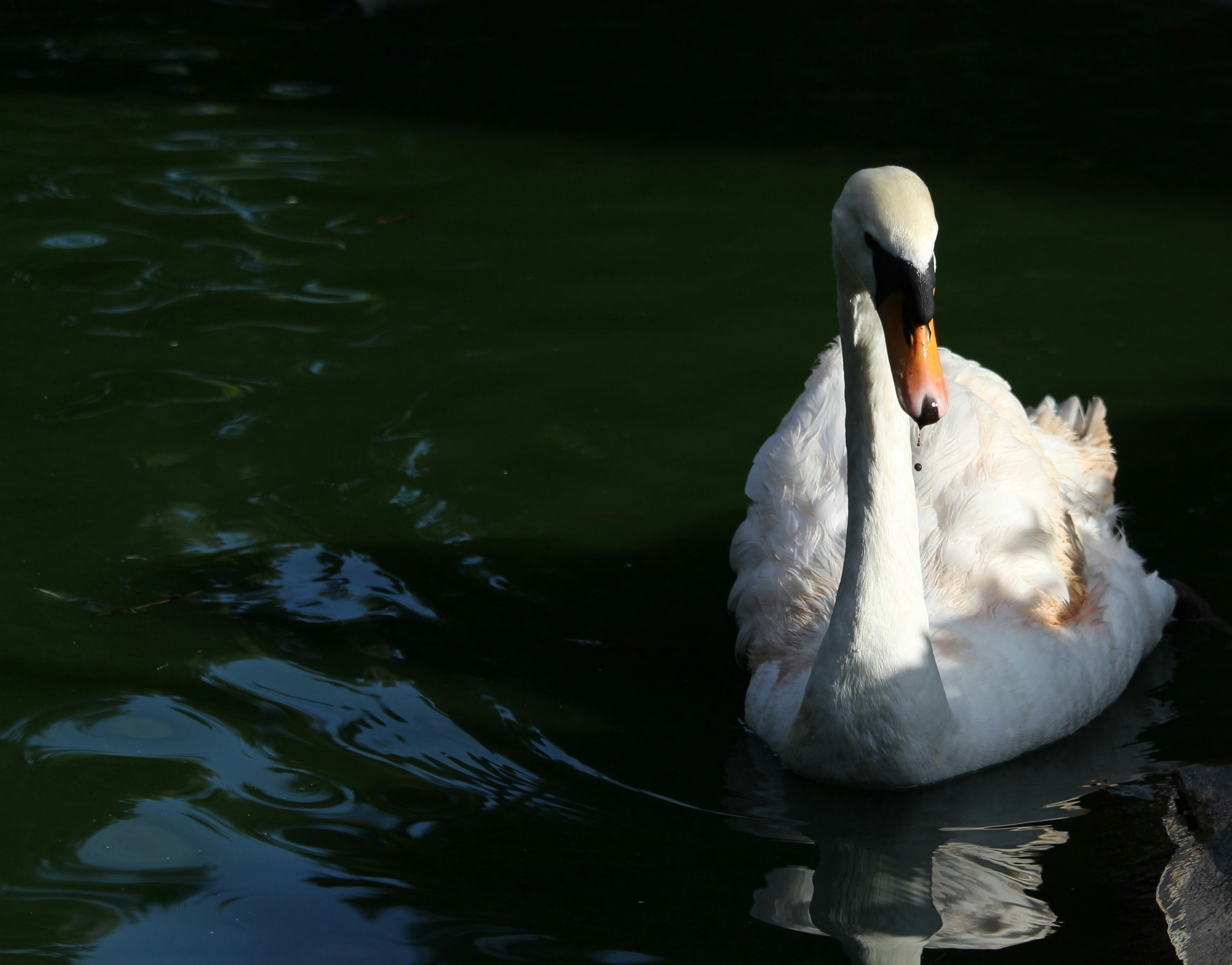 Photo by dustyrainbows