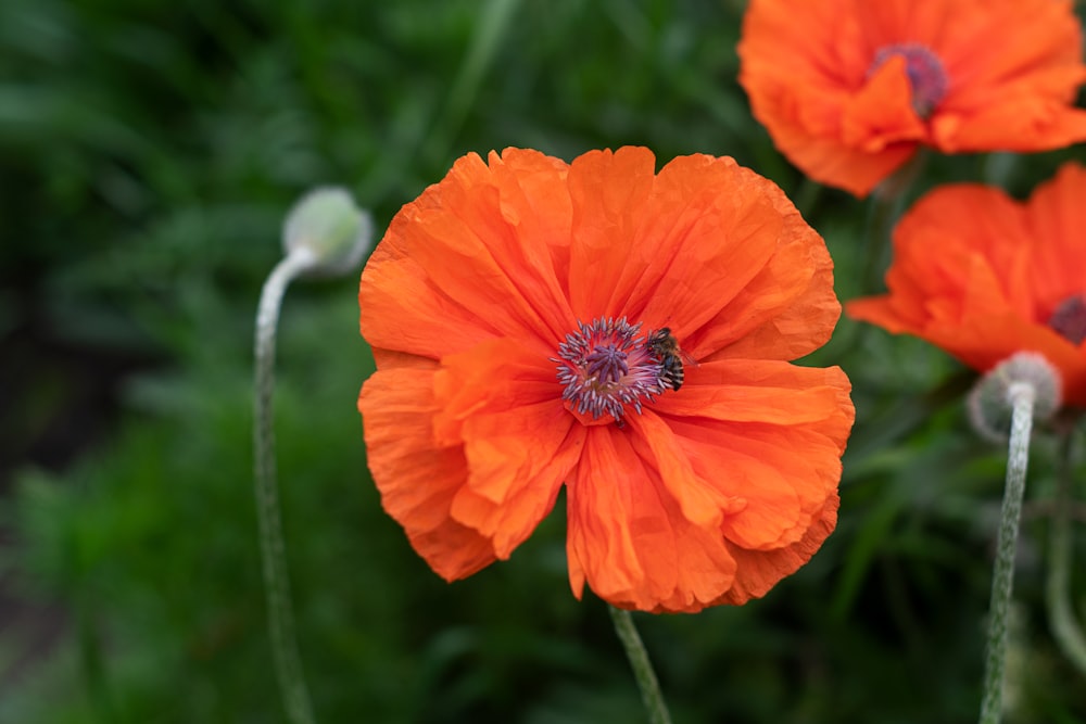 a close up of a flower