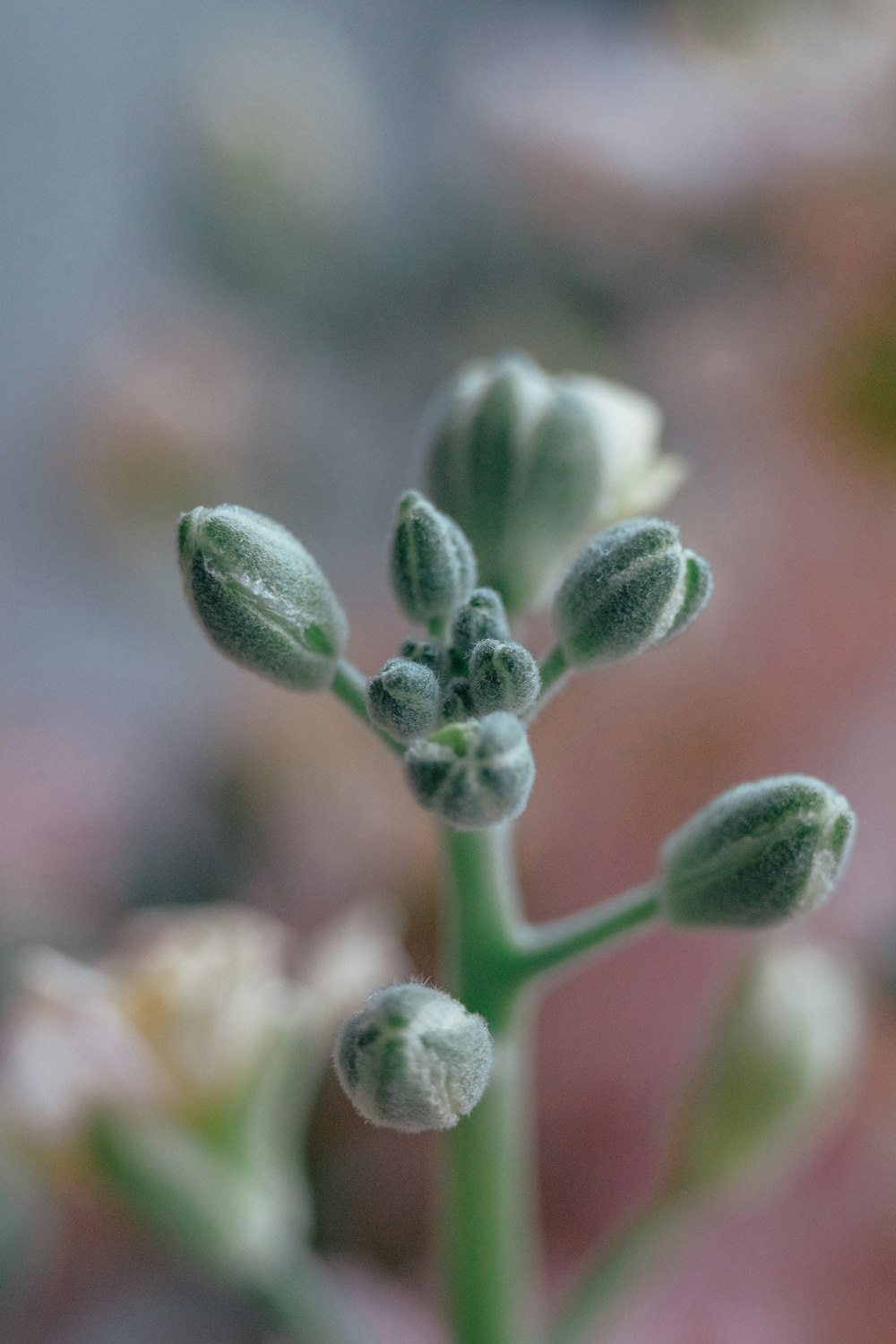 a close up of a plant