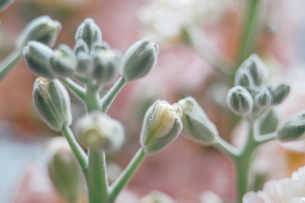 close up of a plant