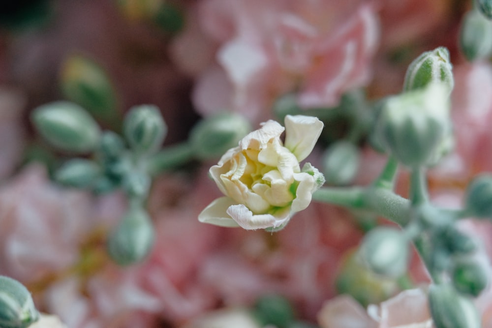 a close up of a flower