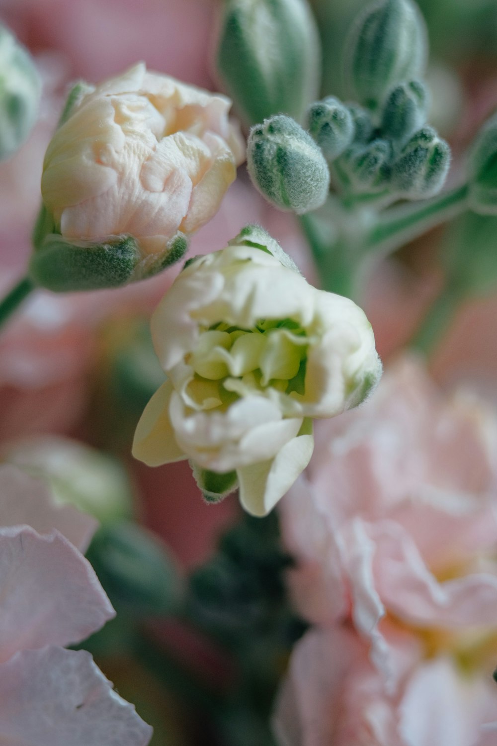 close up of flowers