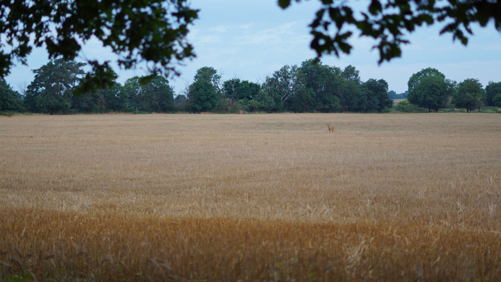 a dog in a field