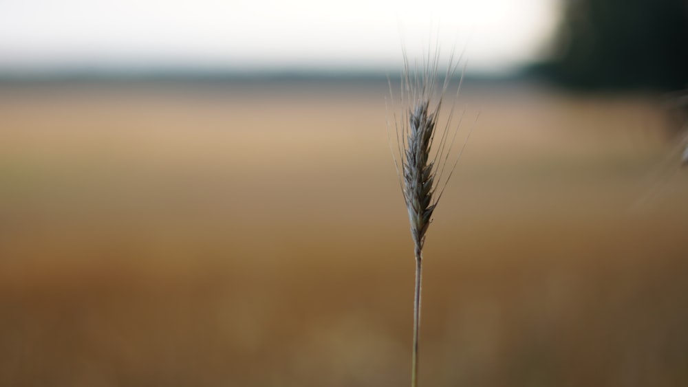 a close up of a dandelion