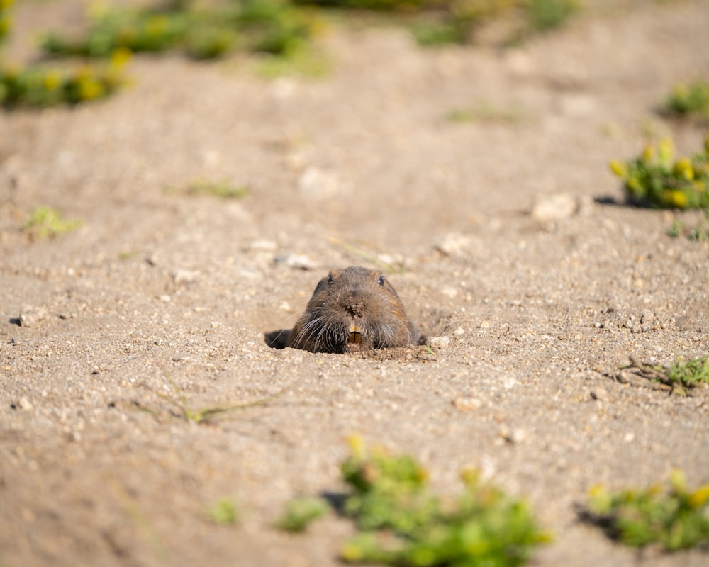 a small animal on the ground