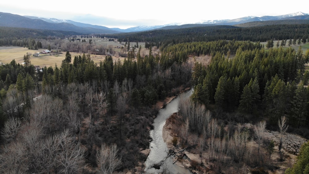 a river running through a forest