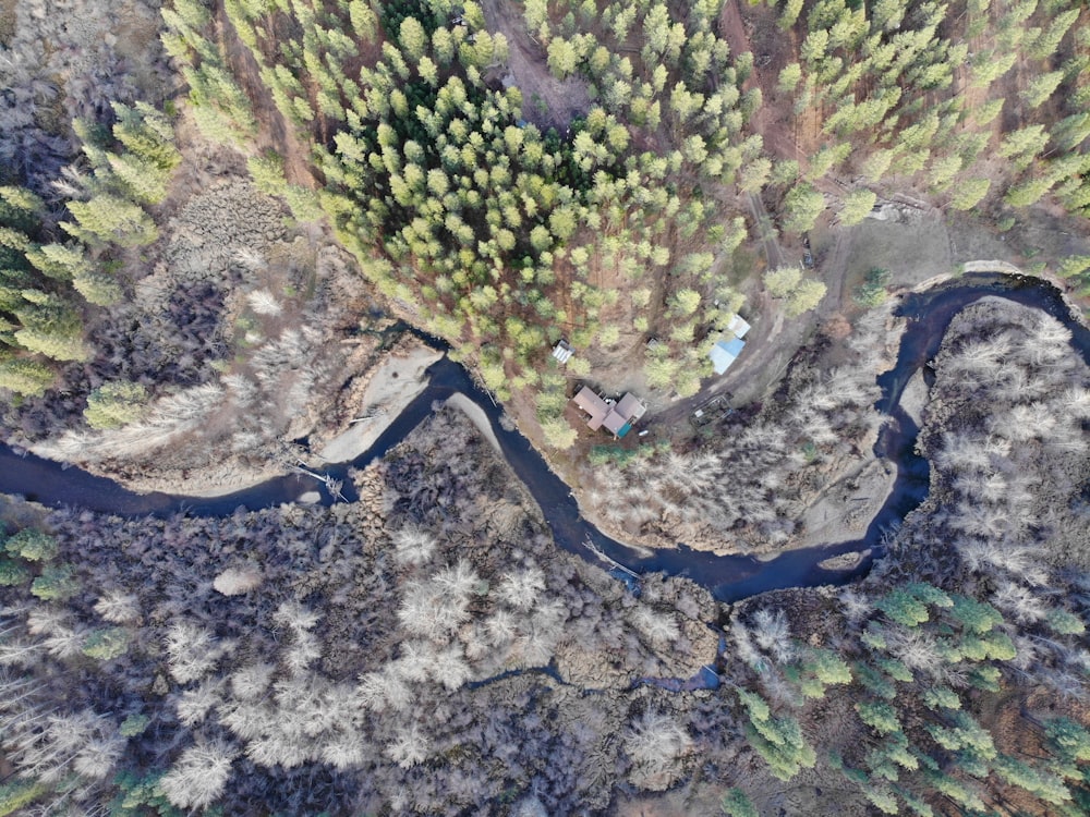 a river running through a forest