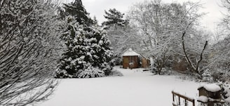 A backyard covered in snow features a small wooden shed in the center, surrounded by bare trees and snow-laden evergreens. The landscape is tranquil with a thick blanket of snow covering the ground.