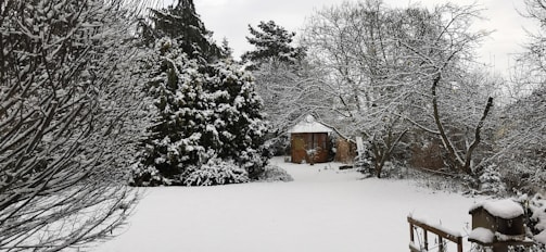 A backyard covered in snow features a small wooden shed in the center, surrounded by bare trees and snow-laden evergreens. The landscape is tranquil with a thick blanket of snow covering the ground.