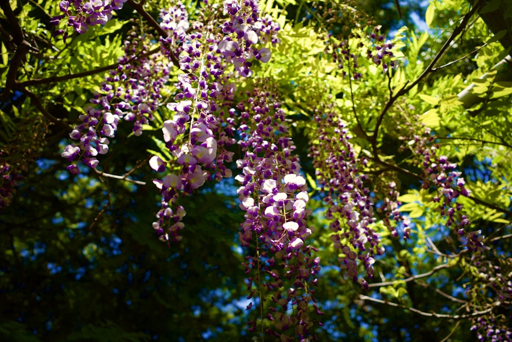 a tree with purple flowers