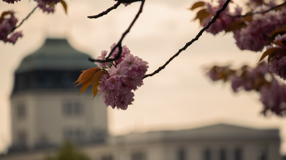 a tree with pink flowers