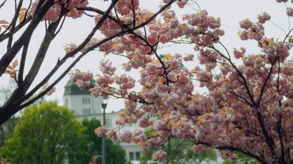 a tree with pink flowers