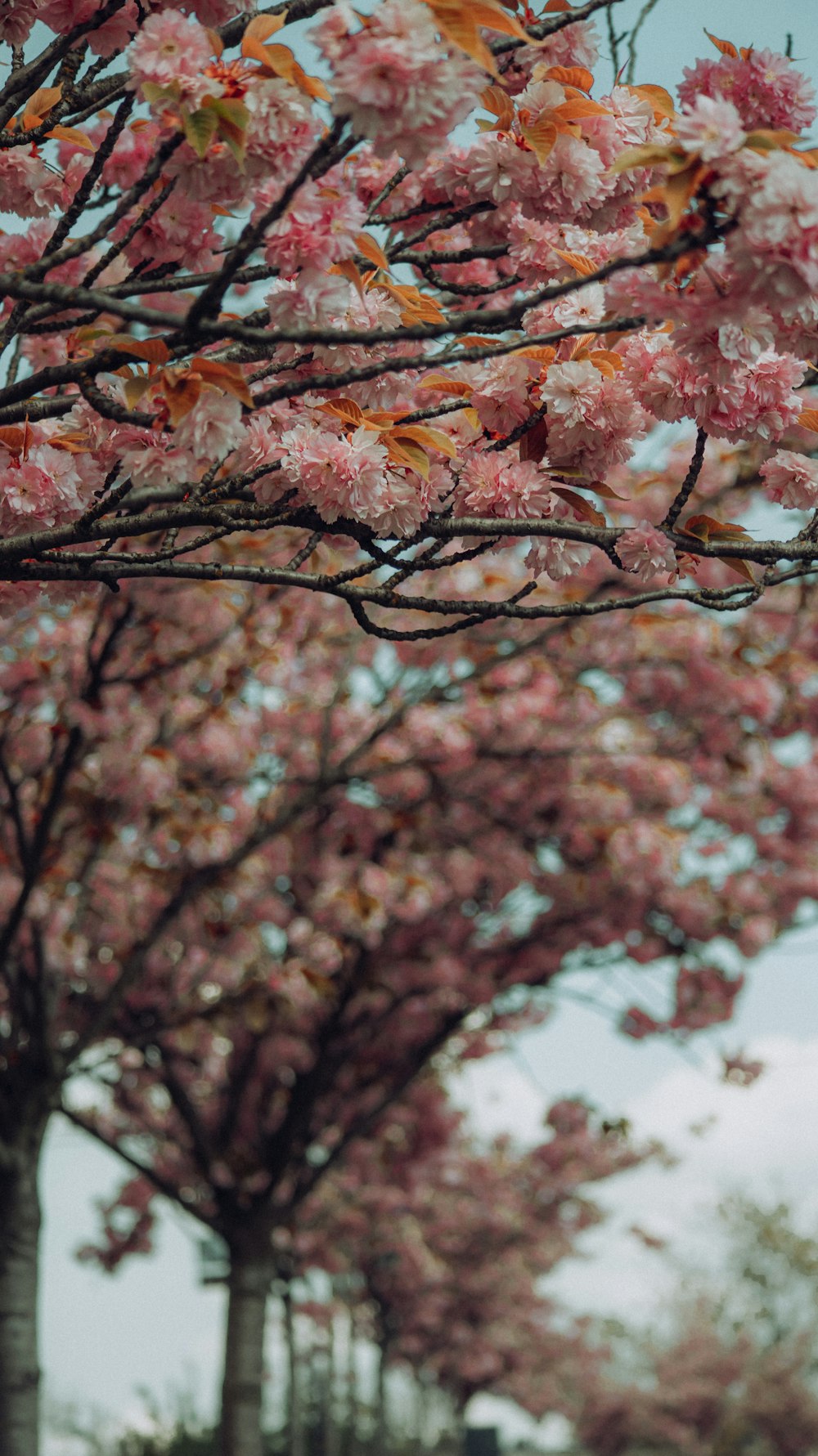 a tree with pink flowers