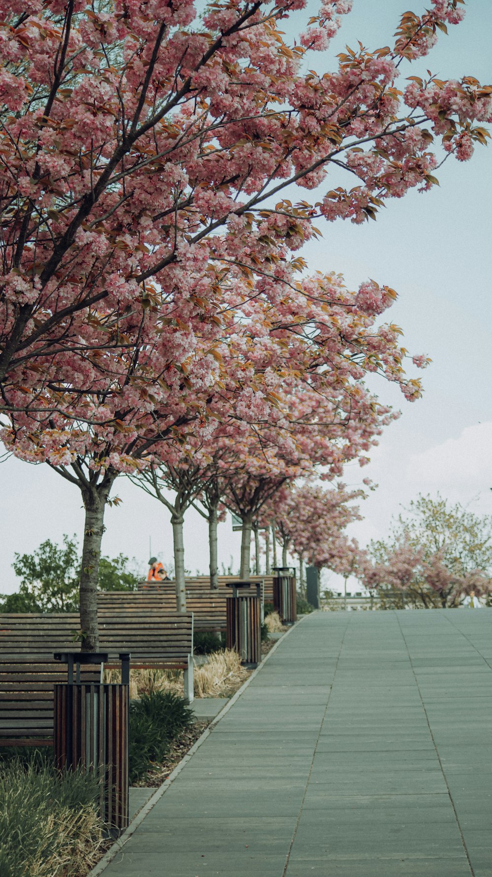 a walkway with trees on either side