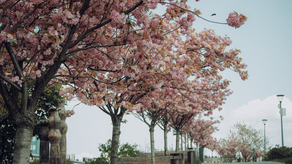 a group of trees with pink blossoms