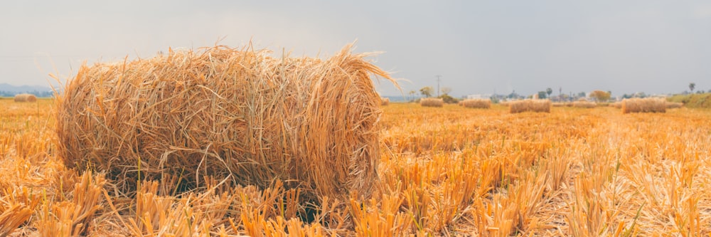 a field of hay