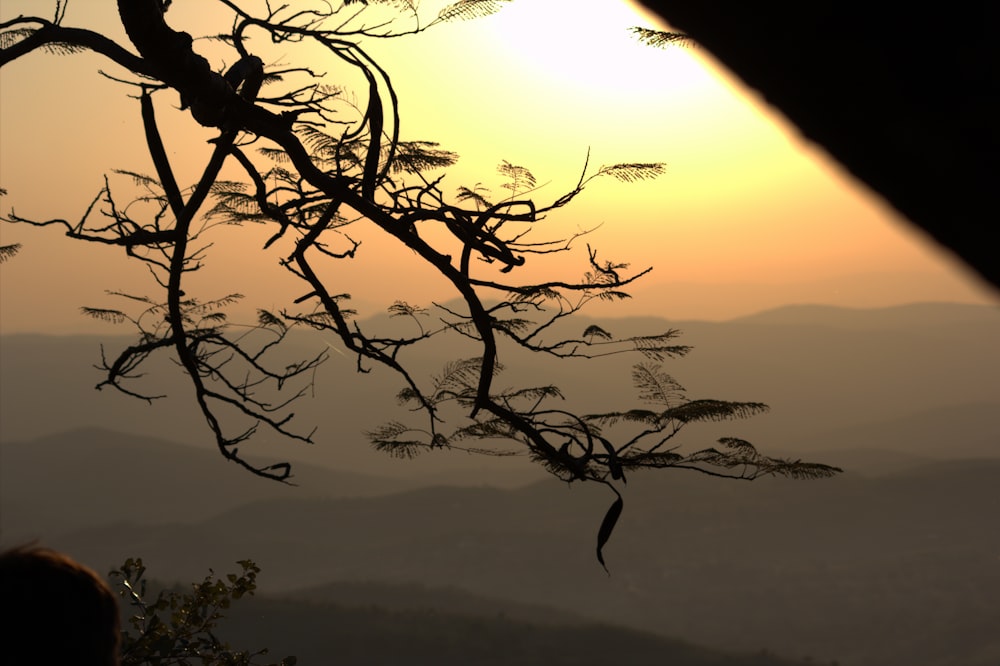 a tree with a sunset in the background