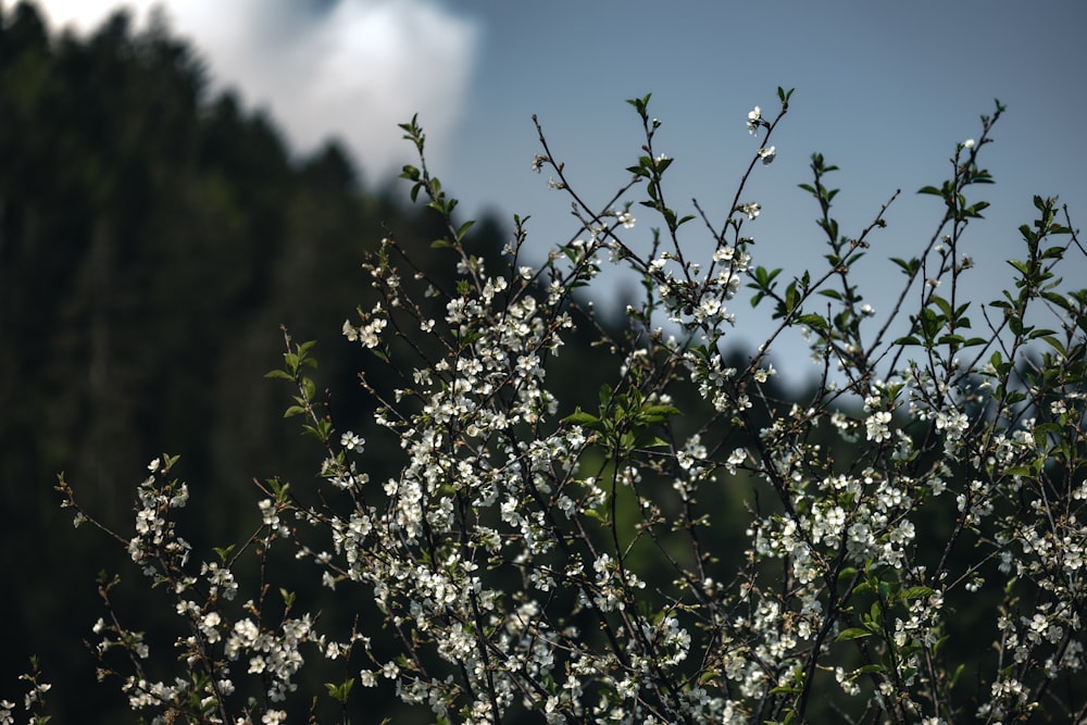 a close up of a tree