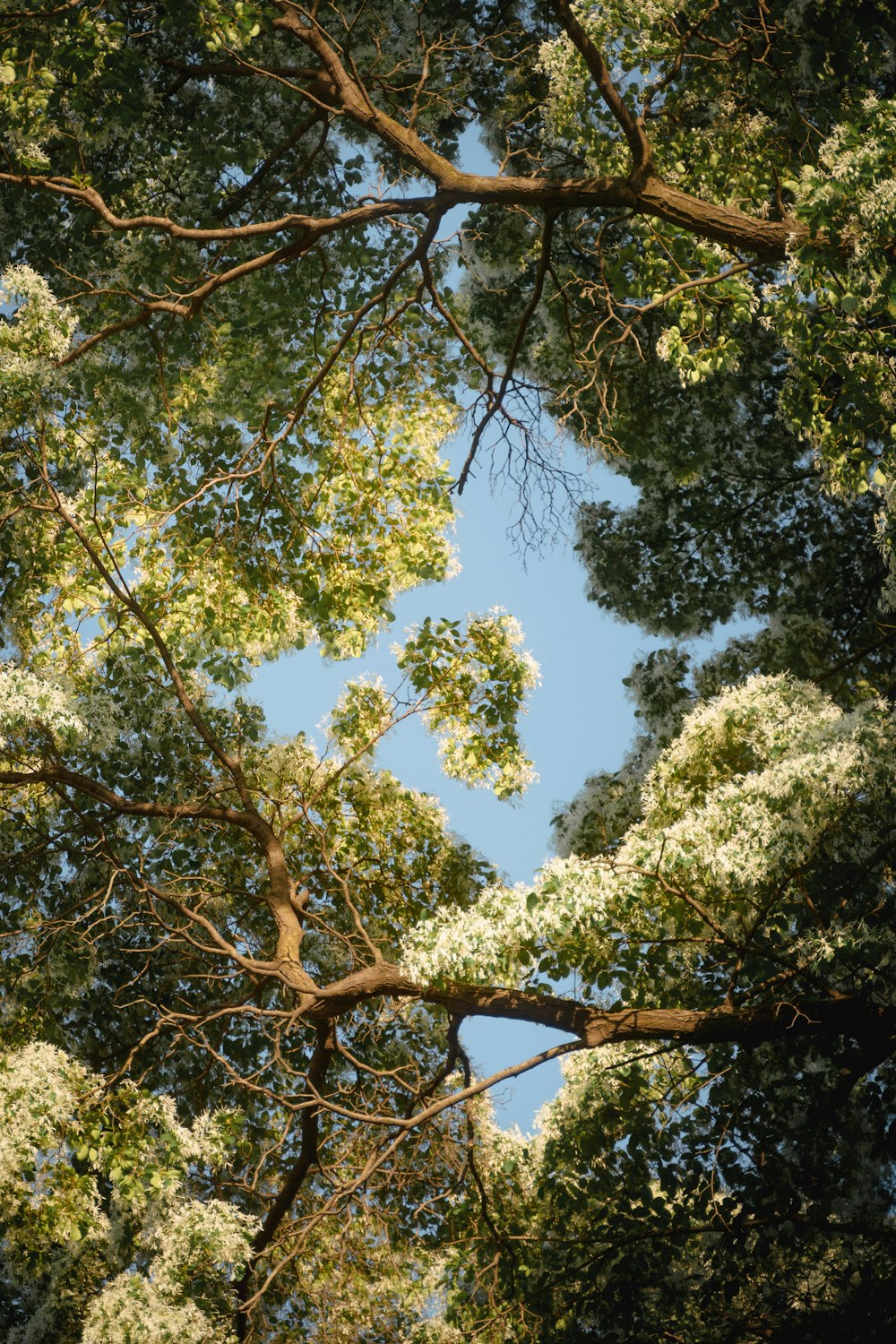 looking up at trees with yellow flowers