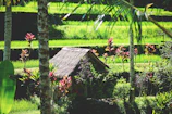 Lush green land plot surrounded by tropical trees in Trat