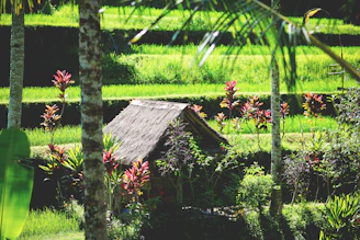 A lush green plot of land surrounded by tropical trees in Trat province.