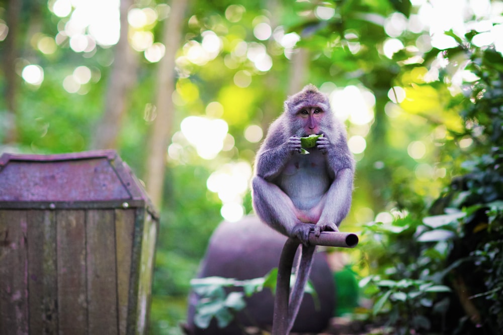 a monkey holding a leaf