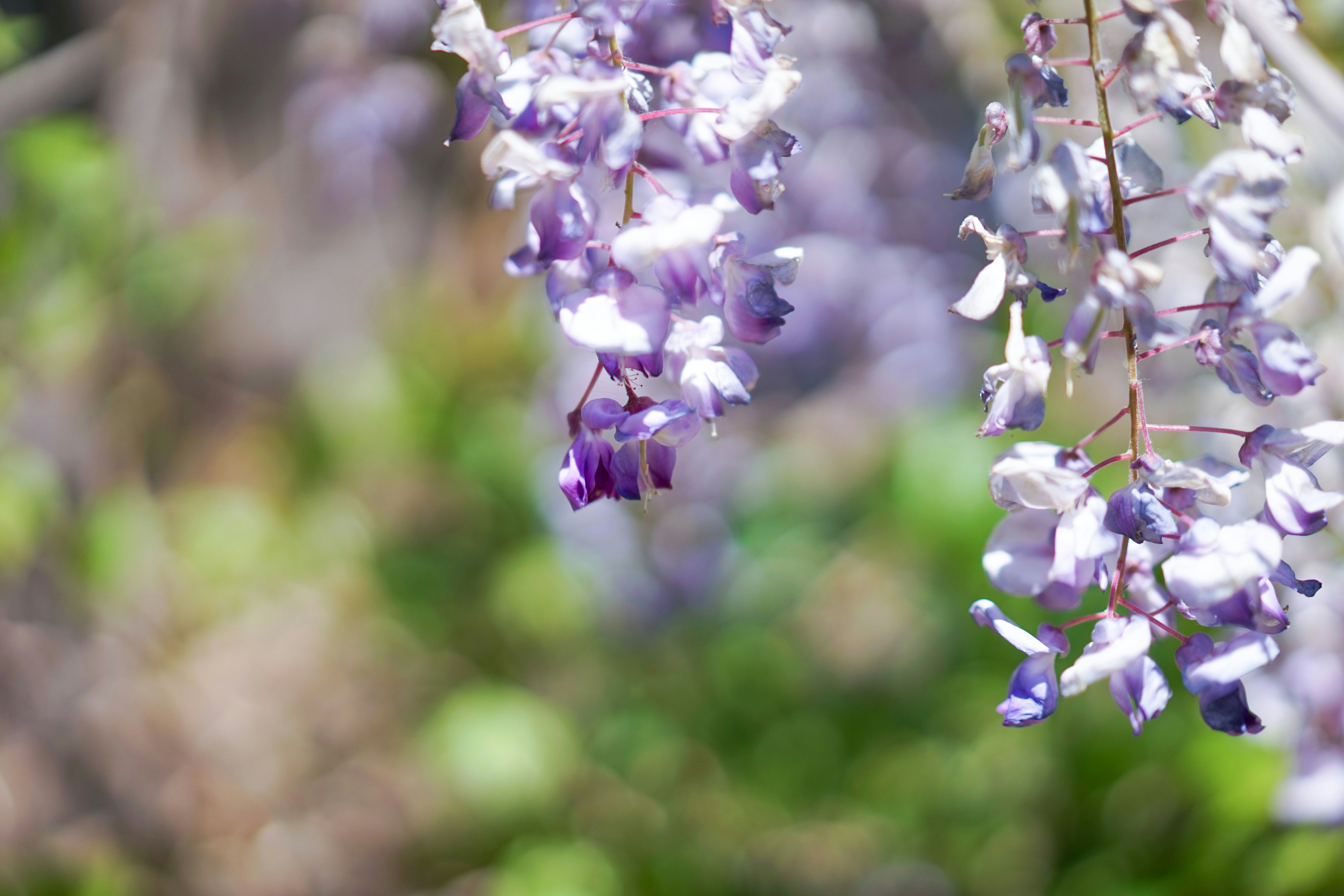 Photo by xiaoyulifish