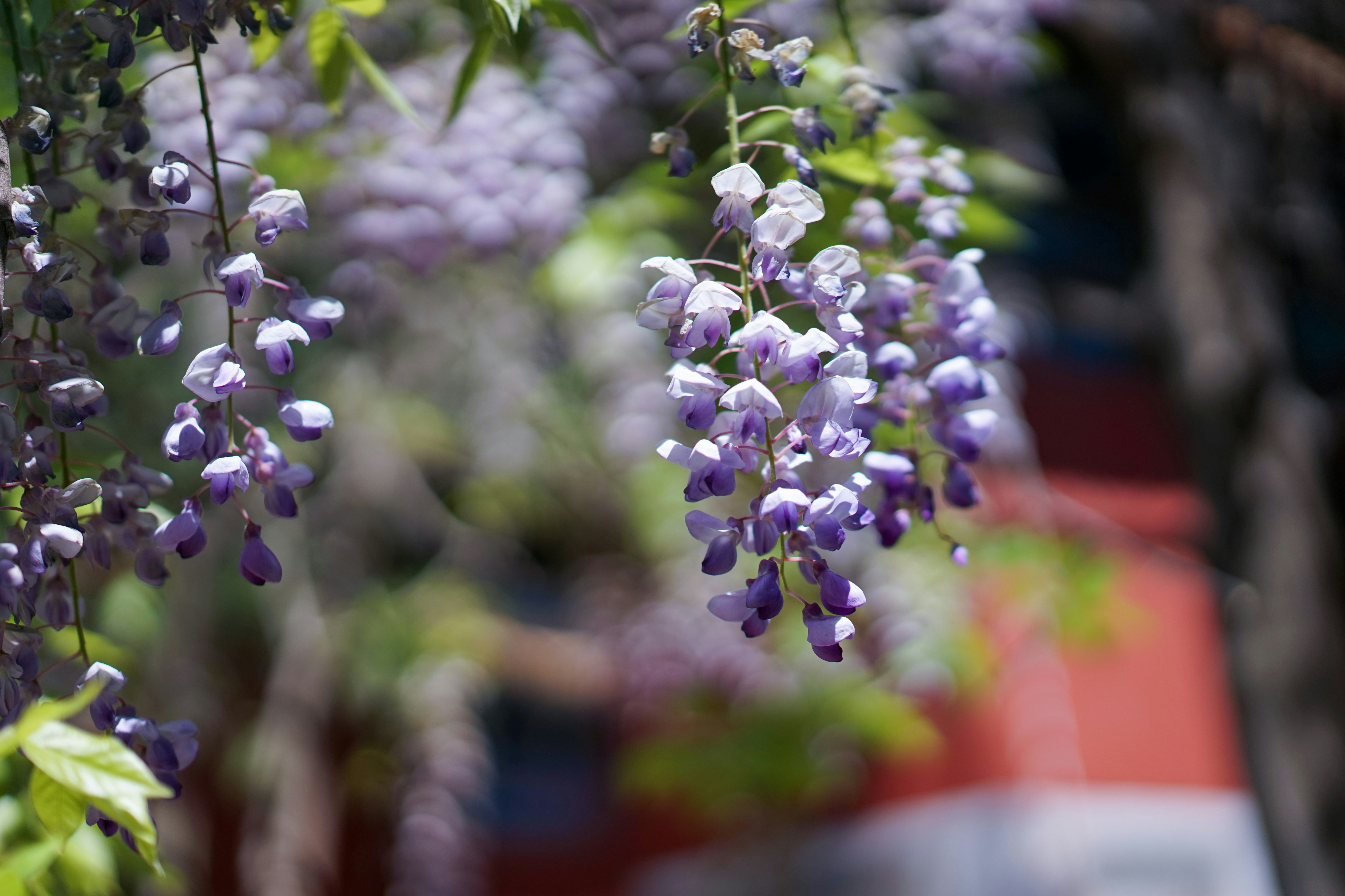 Photo by xiaoyulifish