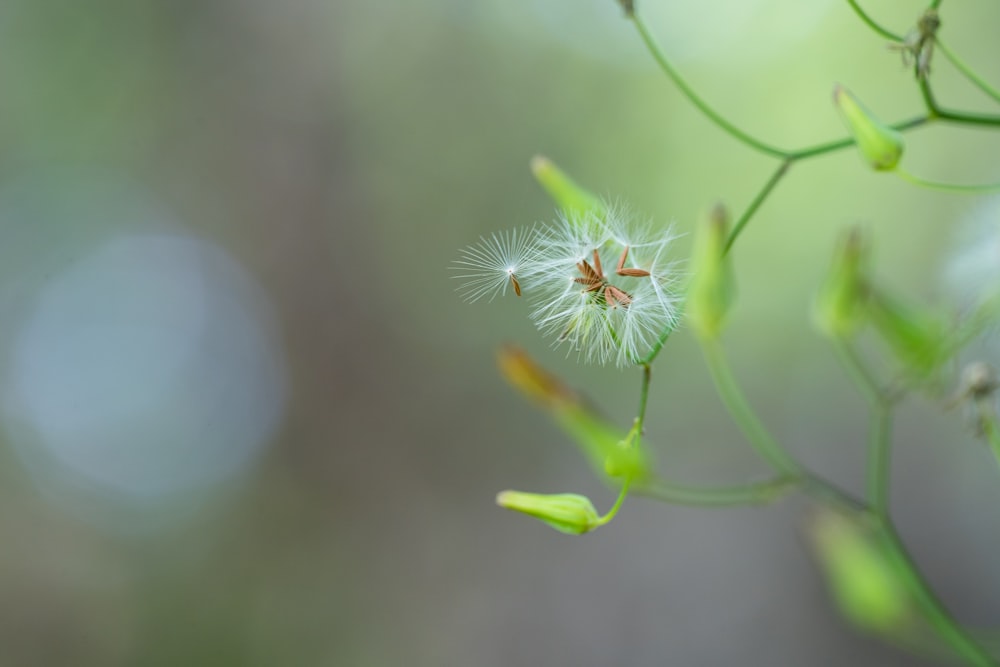 a close up of a bug on a plant