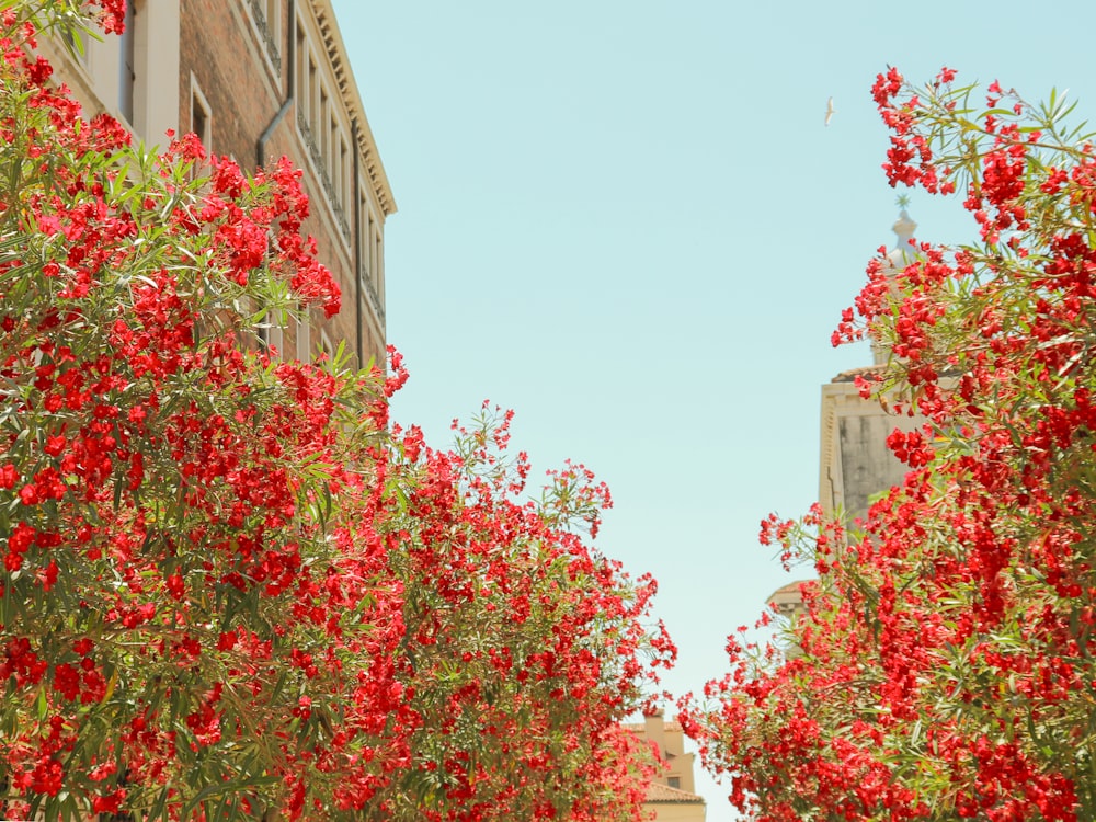 a group of trees with flowers